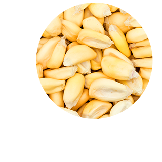 sp_bnr_half_corn
